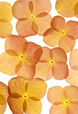 Hydrangea Petals